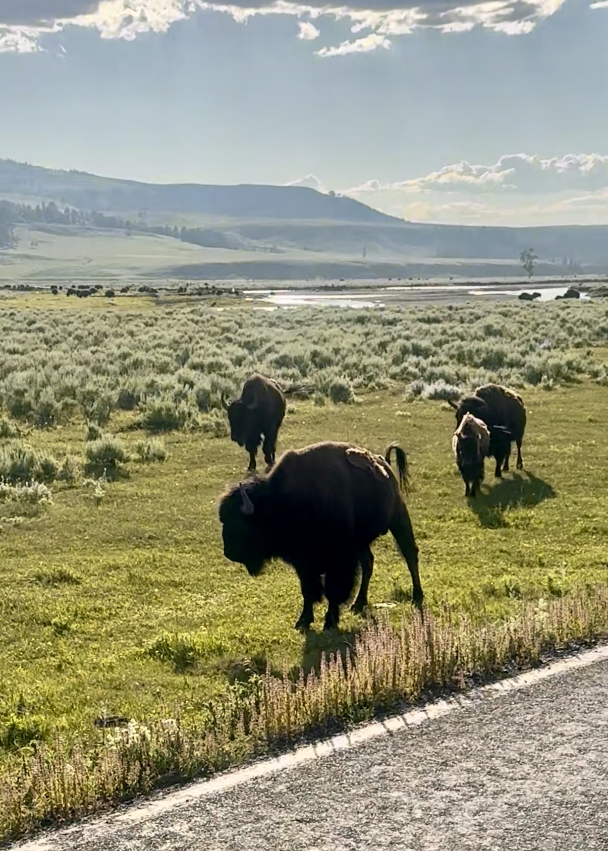 Bison roaming across the Wyoming landscape